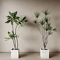 Indoor Potted Plants With Different Green Leaves In White Square Pots Against Neutral Wall