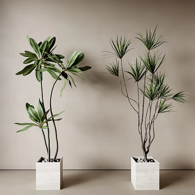 Indoor Potted Plants With Different Green Leaves In White Square Pots Against Neutral Wall 3d model