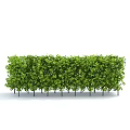 Green Lush Shrubs Forming Dense Garden Privacy Hedge With Thick Foliage