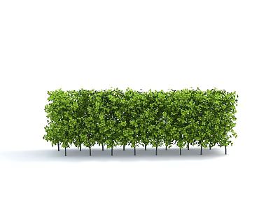 Green Lush Shrubs Forming Dense Garden Privacy Hedge With Thick Foliage 3d model