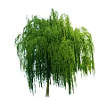 Diverse Trees with Weeping Branches Lush Green Leaves and Various Shapes