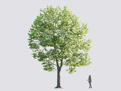 Tall Arbor With Lush Green Foliage And Sturdy Trunk Near Human Silhouette 3d model