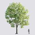 Tall Arbor With Lush Green Foliage And Sturdy Trunk Near Human Silhouette