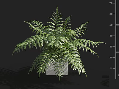Potted Fern Plant in Transparent Square Pot with Lush Green Fronds 3d model