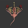 3D Rendered Human Urinary Organs Model With Kidneys Bladder Ureters And Clear Structure