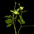 Small Plant With Fresh Green Leaves And Two Yellow Flowers Against Black Background