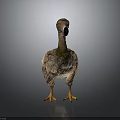 Ostrich 3D Render With Long Neck Black Beak Brown Feathers And Yellow Claws