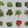 Diverse Arbor Species Display With Colorful Blooms Green Foliage And Unique Shapes