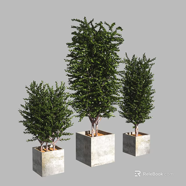 Green Tree Like Bonsai Potted Plants in Square Concrete Pots with Different Sizes 3d model 