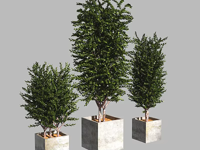 Green Tree Like Bonsai Potted Plants in Square Concrete Pots with Different Sizes 3d model