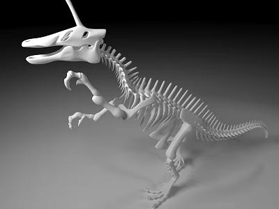 Public Museum Dinosaur Skeleton Exhibit Model With Detailed Bone Structure 3d model