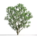 Tall Arbor with Lush Green Leaves Multiple Trunks and Human Silhouette for Size Comparison