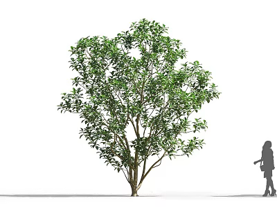 Tall Arbor with Lush Green Leaves Multiple Trunks and Human Silhouette for Size Comparison 3d model