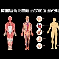 Description of Medical Structure of Human Organs, Bones and Blood Vessels 3d model