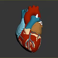 Human Heart Chest Organ Detailed 3D Anatomical Model with Colored Arteries and Veins