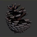 Close Up View Of Natural Pine Cone With Brown Scales And Textured Surface