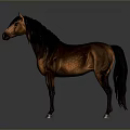 Brown Horse With Black Mane Standing On Gray Background 3D Render