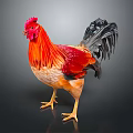 Vibrant Rooster With Red Comb Orange Body And Black Tail Feathers On Dark Background