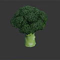 Fresh Green Broccoli with Vibrant Florets Crisp Stem and Healthy Traits