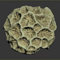 Natural Aquatic Animals Habitat In Intricate Coral Structure With Textured Surface