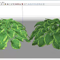 Lush Green Potted Plants With Vibrant Foliage And Large Healthy Leaves