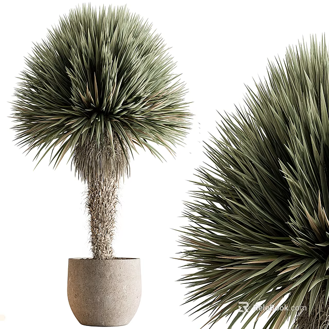 Potted Yucca Tree With Spiky Green Foliage And Textured Trunk In Concrete Pot 3d model 