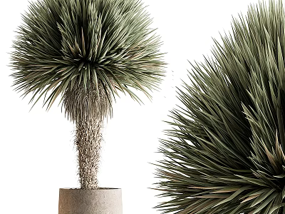 Potted Yucca Tree With Spiky Green Foliage And Textured Trunk In Concrete Pot 3d model