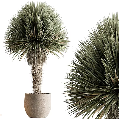 Potted Yucca Tree With Spiky Green Foliage And Textured Trunk In Concrete Pot 3d model