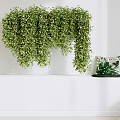 Hanging Green Vines On White Wall With Tabletop Leaf Pattern Cushion And Small Potted Plant
