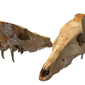 Medical Teaching Anatomical Models Two Animal Skull Tools For Education