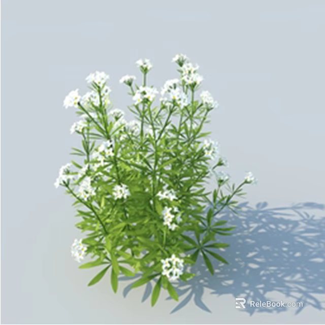 Fresh Lush Green Plants With Small White Flowers And Tall Stems 3d model 