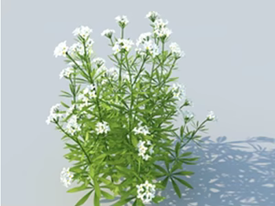 Fresh Lush Green Plants With Small White Flowers And Tall Stems 3d model