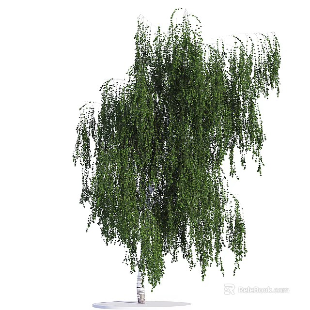 Weeping Willow Tree With Graceful Weeping Branches And Lush Green Leaves 3d model 