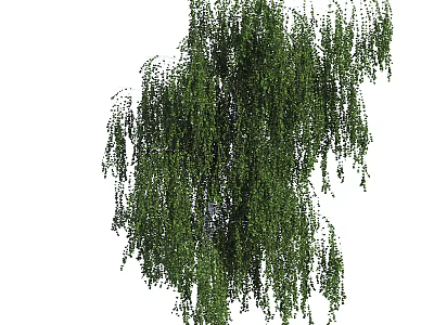 Weeping Willow Tree With Graceful Weeping Branches And Lush Green Leaves 3d model