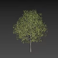 Lush Green Arbor with Dense Foliage and Brown Trunk Isolated on Black Background