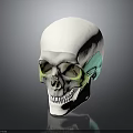 Human Skull Anatomical Model White With Green Highlighted Bone Organ Regions For Medical Study