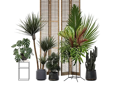 Bonsai Potted Plants With Various Indoor Ferns Cacti Palms And Decorative Pots 3d model