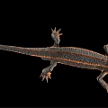 Detailed 3D Rendering Of Salamander With Orange Stripes On Black Background