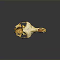 Yellowish Brown Animal Skull With Spotted Surface Open Mouth And Sharp Teeth On Dark Background