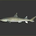 Grayish Blue Shark Model With Lifelike Details On Dark Reflective Background