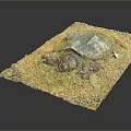 Turtle Cartoon Turtle Snapping Turtle Chickbill Turtle Reptile Cold Blooded Animal Reptile Class 3d model