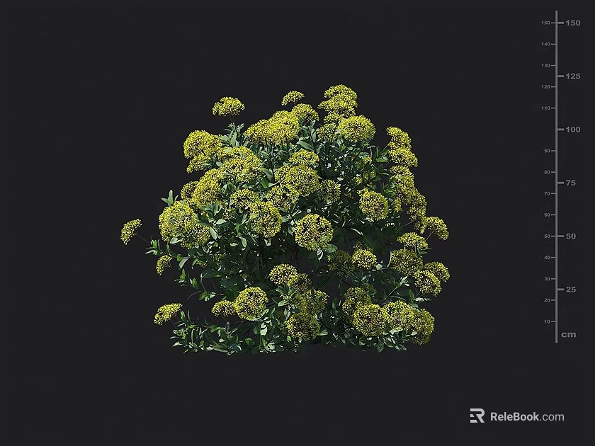 A Cluster of Yellow Flowers with Green Leaves Against Black Background and Height Scale 3d model 