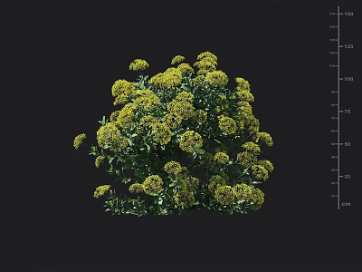 A Cluster of Yellow Flowers with Green Leaves Against Black Background and Height Scale 3d model