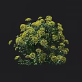 A Cluster of Yellow Flowers with Green Leaves Against Black Background and Height Scale