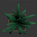 Green Leafy Plant With Long Leaves In Brown Square Pot On Black Surface