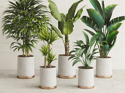 Indoor Bonsai Potted Plants With White Pots Golden Edges And Large Green Leaves 3d model