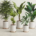 Indoor Bonsai Potted Plants With White Pots Golden Edges And Large Green Leaves
