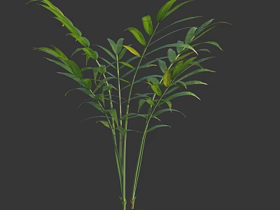Indoor Green Plant With Slender Stems And Broad Fresh Leaves For Home Decor 3d model