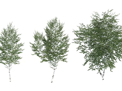 Arbor Trees in Three Different Sizes with Green Leaves and White Trunks 3d model