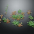 Beautiful Green and Brown Ferns in Multiple Clusters on Black Background